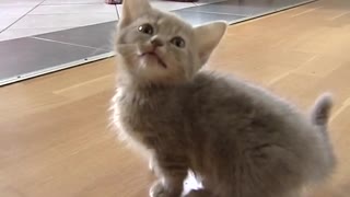 Cute cute little little baby cat