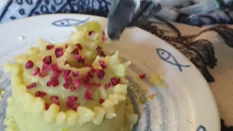 Parrot eating birthday cake