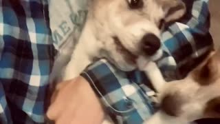 Puppies play tug-o-war with bone