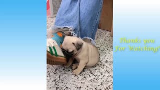 Cute Funny Adorable Animals Compilation 2021
