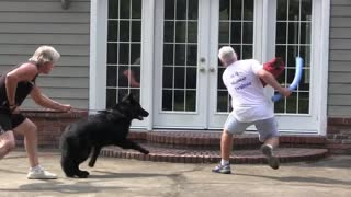 Step by Step Guard Dog Training !