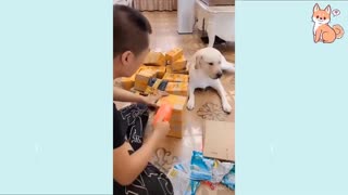 Cute Puppies 2021 Cute Funny and Smart Dogs Compilation