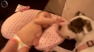 Funny Dogs love Babies