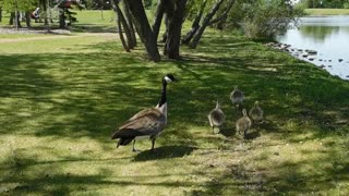 Goose chicks with their parents..