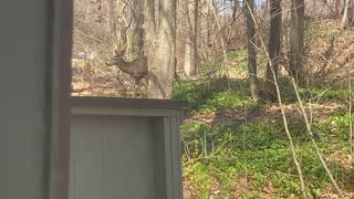 Cautious Deer