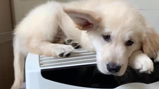Puppy Perches on Top of Air Conditioner