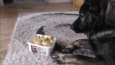 Ducklings introduced to German Shepherd protector
