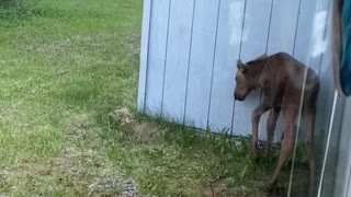Curious Moose Calf Pulls the Power