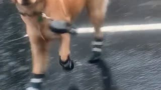 Golden Retriever Shows Owner His Boots