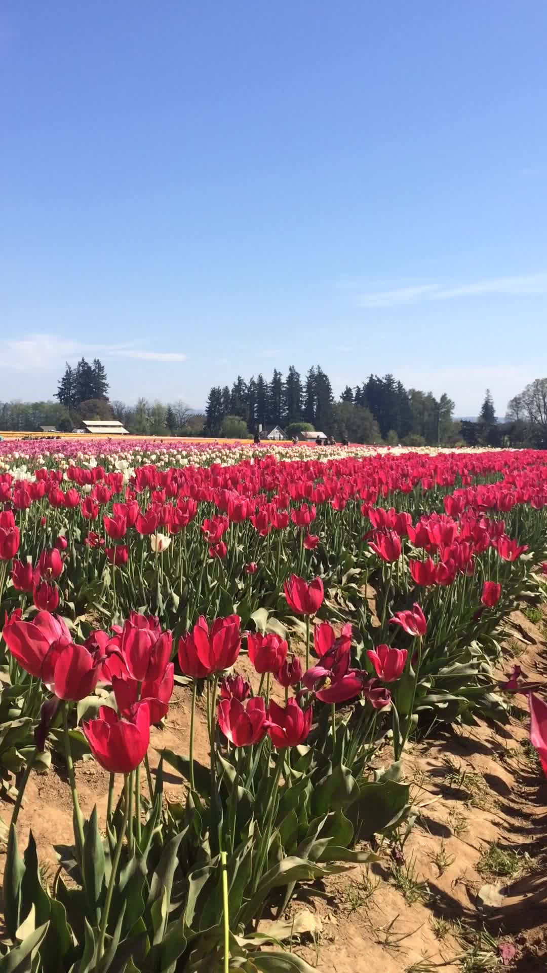 Tulip festival Oregon