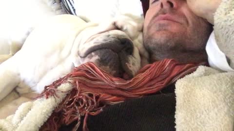 Snoring English Bulldog absolutely refuses to wake up