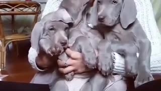 Trio of puppies cuddle together with their owner