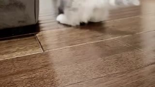 Cute baby Cat Playing with Ball