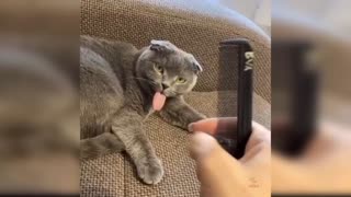 BEAUTIFUL CATS PLAYING LIKE YOU HAVE NEVER SEEN