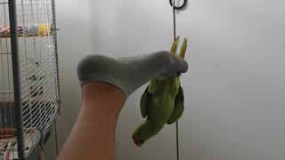 Parrot Hangs From His Human