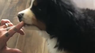 Puppy introduced to peanut butter for the first time