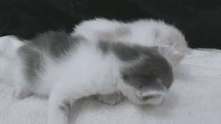 Cute newborn cats doing their first steps😻😻😻