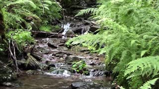 Calm Down: Nature Sounds From German Forest / Creek