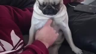 Adorable cute pug sits upright for belly rubs