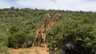 Giraffes Necking in Eastern Cape