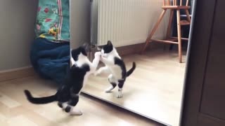 Funny cat with mirror playing