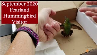 Hummingbird Recovery