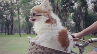 Chihuahua dog with sunglasses on bicycle basket stock