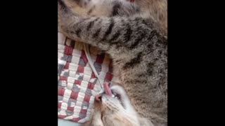 Funny cat compilation, try not to laugh.
