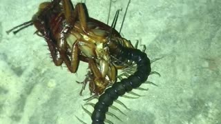 The centipede preyed on The cockroach