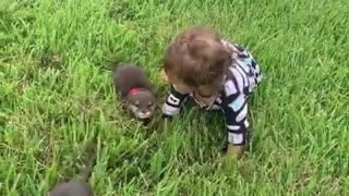 Baby plays in grass with cute baby otters