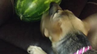 Sadie vs Watermelon