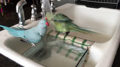 Parrots love to shower like humans