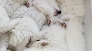 6-Week-Old Samoyed Puppies Napping Together