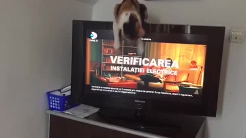 This is how my kitten watch the TV. Funny!