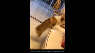 Funny Dog Compilation Video # 3