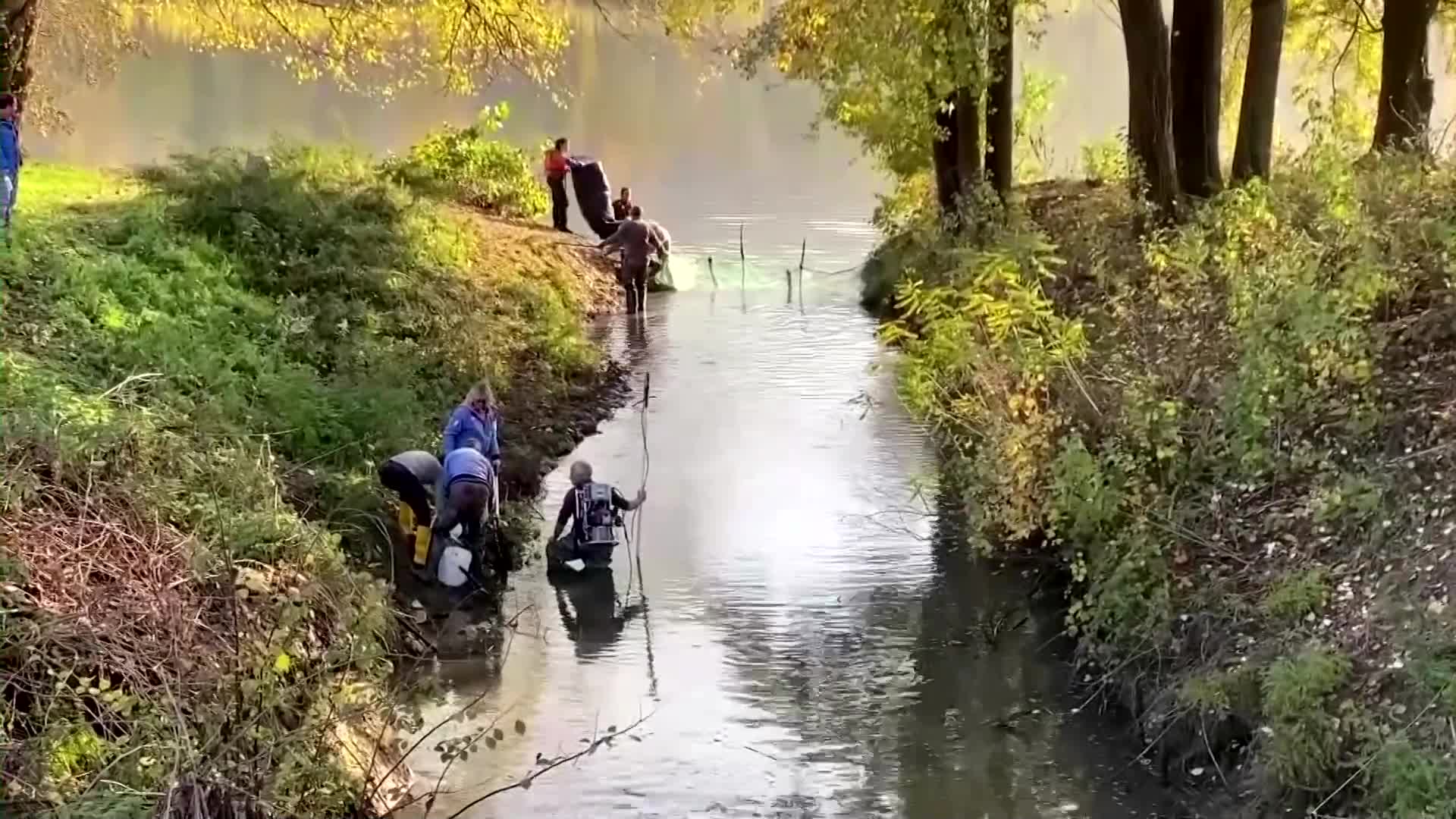 volunteers-try-to-save-trapped-fish-in-italy