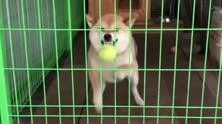 Clueless dog tries to catch ball from behind cage