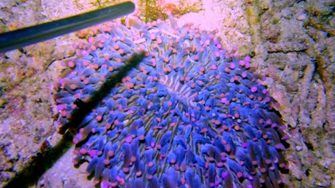 Vividly colored sea anemone is a beautiful sight in Indonesia