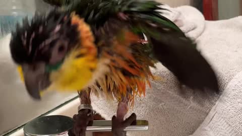 Baby parrot sings in the shower
