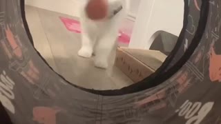 White kitten loves to play