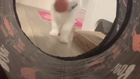 White kitten loves to play