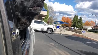 Luna the Dog Saluting Siren with a Howl