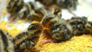 A beautiful small chicks