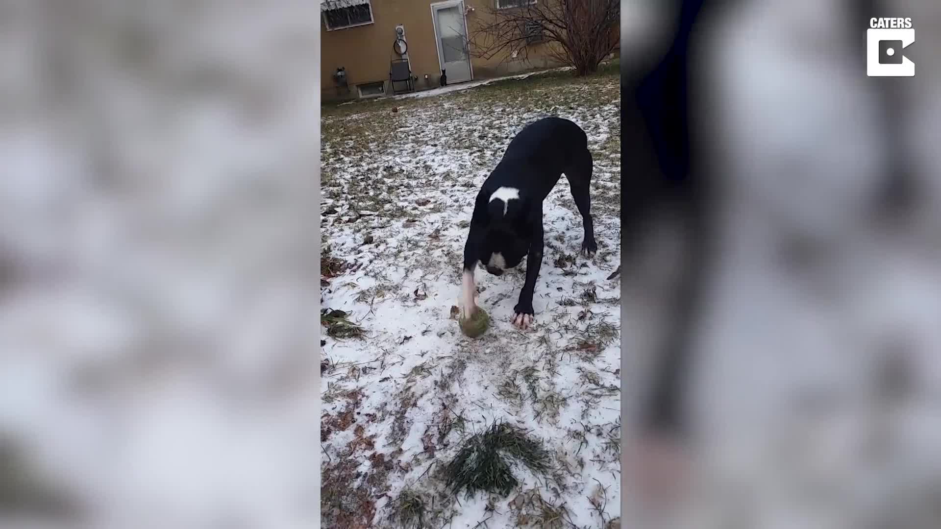 UNLUCKY DOG CAN’T PLAY WITH ITS FAVOURITE BALL AS IT’S FROZEN TO GROUND