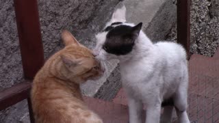 fight between two cats