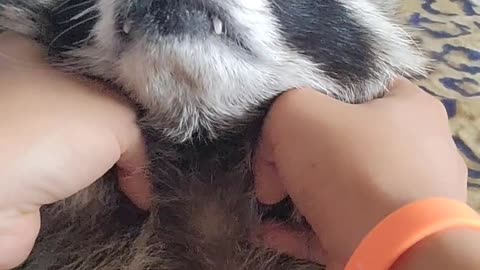 Raccoon enjoys shoulder massage like an old man