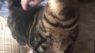 Petting the cat from a sensitive place