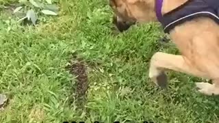 Hilarious dog face plants - Video hilarious dog