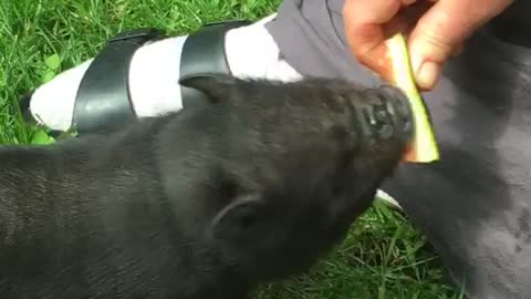 Micro pig loves watermelon.
