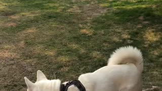 Playful Doggy Gets Excited Over Passing Bears